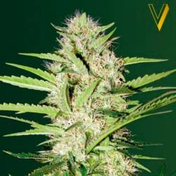 Parmesan Autofloreciente Feminizada de Victory Seeds