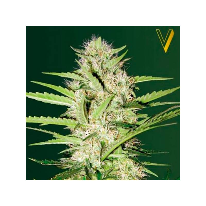 Parmesan Autofloreciente Feminizada de Victory Seeds