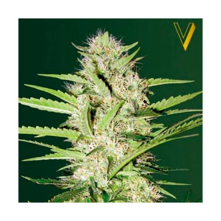 Parmesan Autofloreciente Feminizada de Victory Seeds