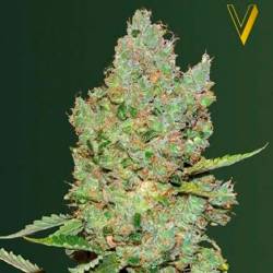 Critical Autofloreciente Feminizada de Victory Seeds