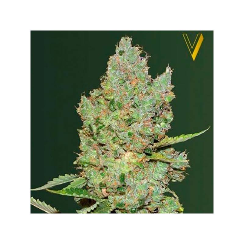 Critical Autofloreciente Feminizada de Victory Seeds