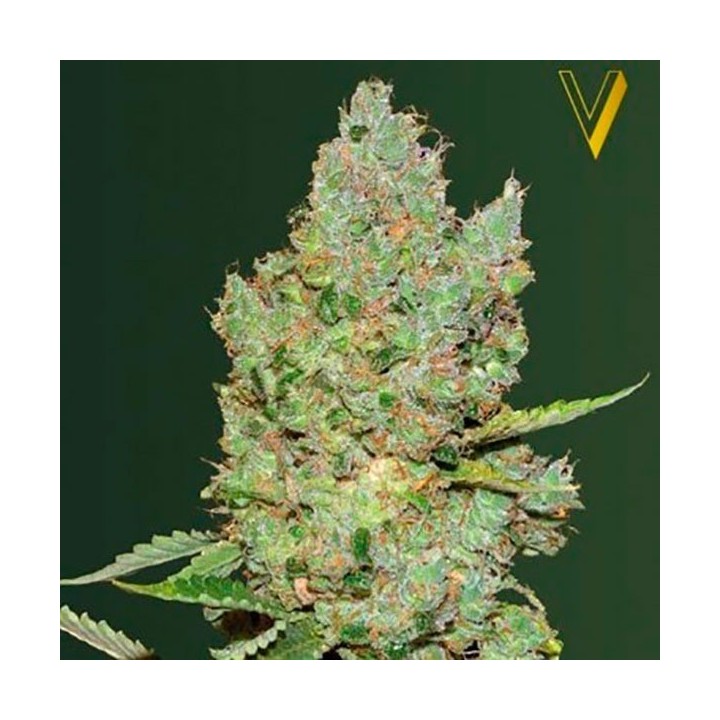 Critical Autofloreciente Feminizada de Victory Seeds