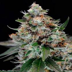 Jilly Bean Regular de Tga-Subcool