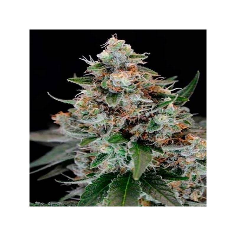 Jilly Bean Regular de Tga-Subcool Jilly Bean Regular de Tga-Subcool