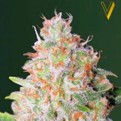 Green Wild Shark Autofloreciente Feminizada de Victory Seeds