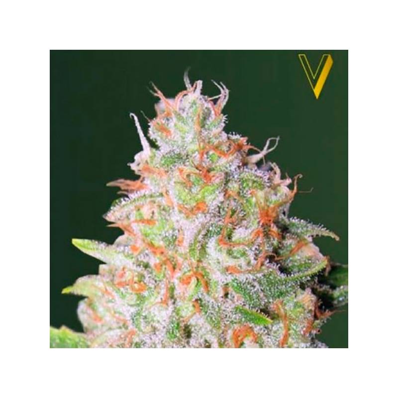 Green Wild Shark Autofloreciente Feminizada de Victory Seeds