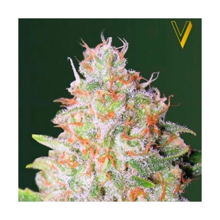 Green Wild Shark Autofloreciente Feminizada de Victory Seeds