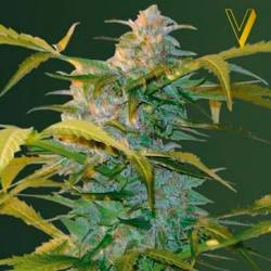 Heaven Autofloreciente Feminizada de Victory Seeds