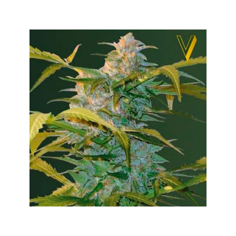 Heaven Autofloreciente Feminizada de Victory Seeds