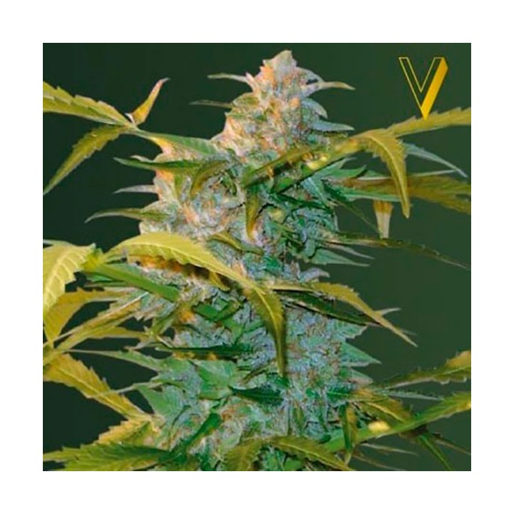 Heaven Autofloreciente Feminizada de Victory Seeds