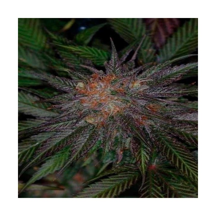 Ripped Bubba Regular de Tga-Subcool