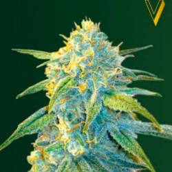 Northern Light Autofloreciente Feminizada de Victory Seeds