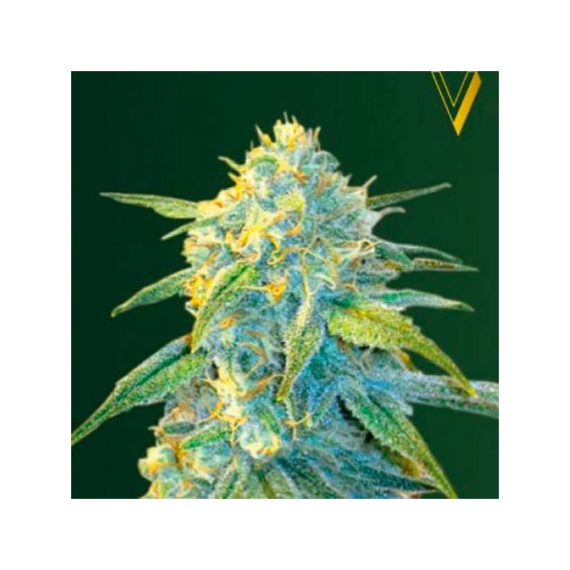 Northern Light Autofloreciente Feminizada de Victory Seeds