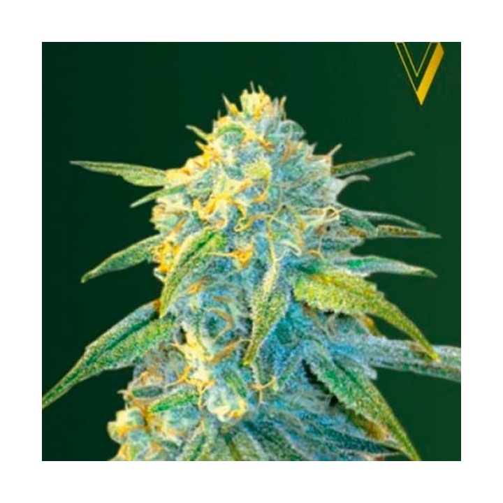 Northern Light Autofloreciente Feminizada de Victory Seeds