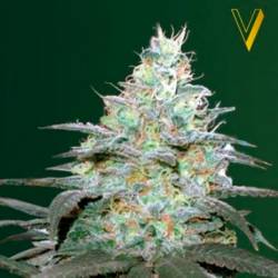 Original Berry Autofloreciente Feminizada de Victory Seeds