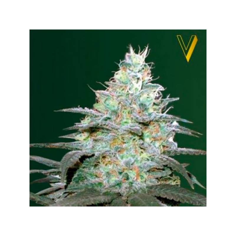 Original Berry Autofloreciente Feminizada de Victory Seeds