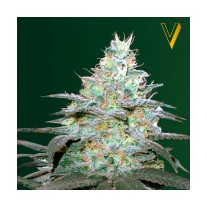 Original Berry Autofloreciente Feminizada de Victory Seeds