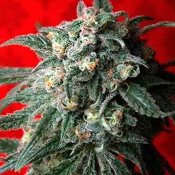 A-train Feminizada de T.H. Seeds