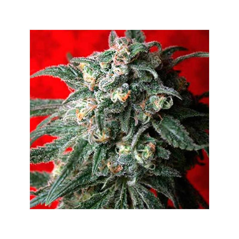 A-train Feminizada de T.H. Seeds