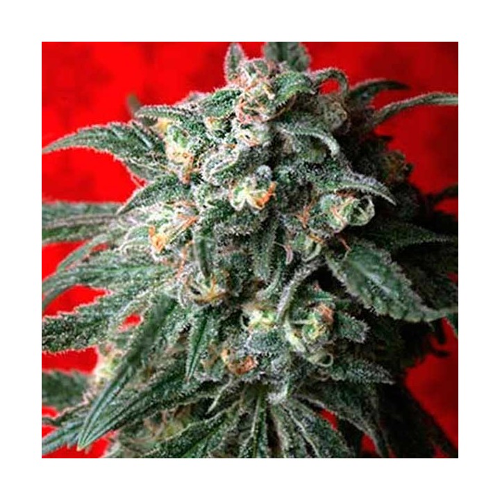 A-train Feminizada de T.H. Seeds