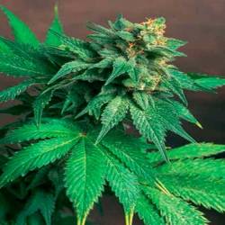 Akorn Feminizada de T.H. Seeds