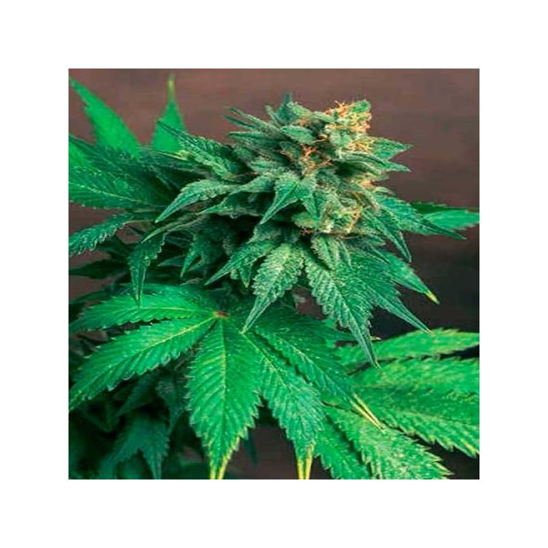 Akorn Feminizada de T.H. Seeds