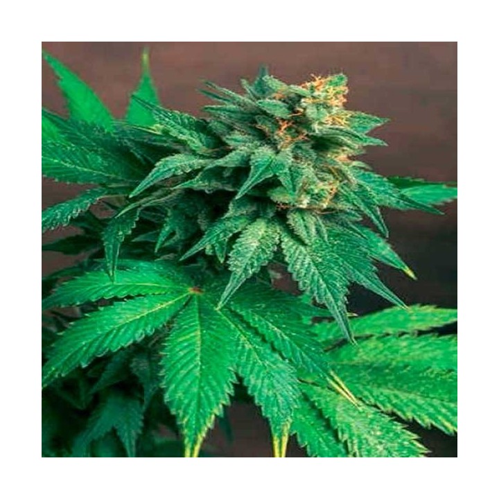 Akorn Feminizada de T.H. Seeds