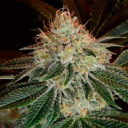 Bubblegum Autofloreciente Feminizada de T.H. Seeds