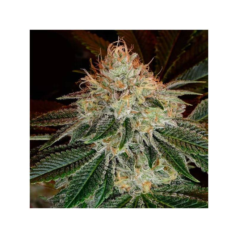 Bubblegum Autofloreciente Feminizada de T.H. Seeds