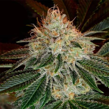 Auto Bubblegum Auto Bubblegum