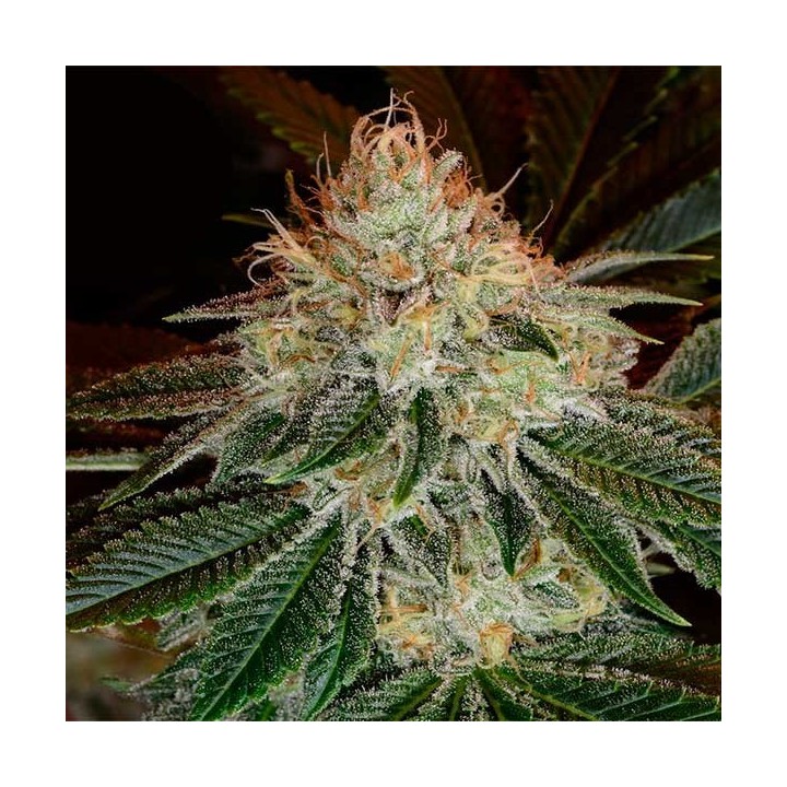 Bubblegum Autofloreciente Feminizada de T.H. Seeds
