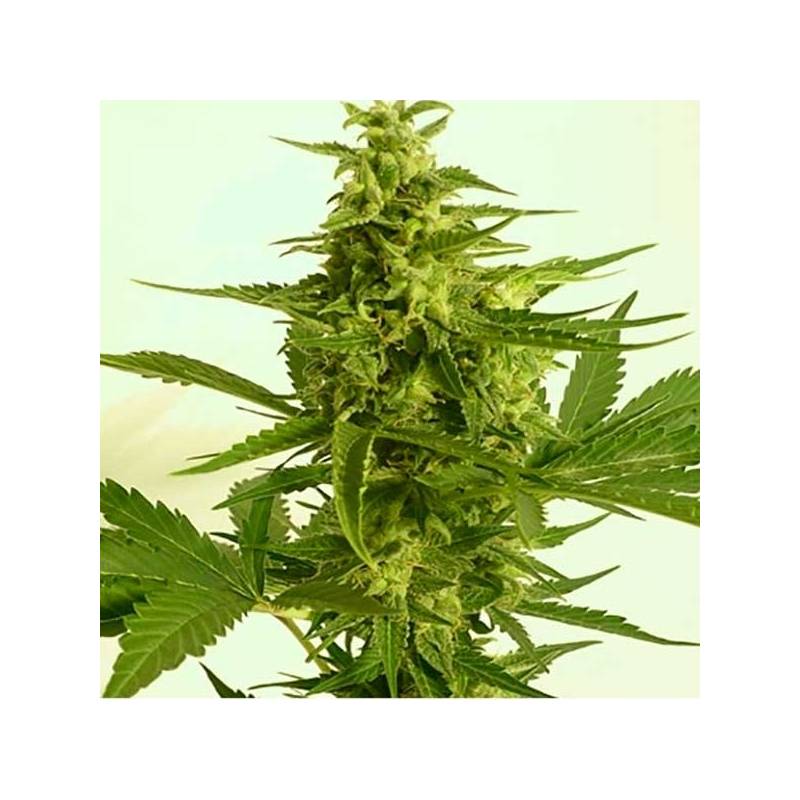 Critical Hog Autofloreciente Feminizada de T.H. Seeds