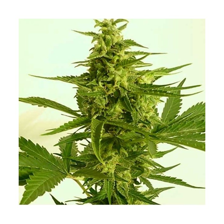 Critical Hog Autofloreciente Feminizada de T.H. Seeds