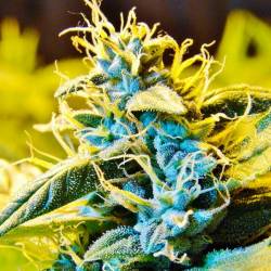 Northern Hog Autofloreciente Feminizada de T.H. Seeds