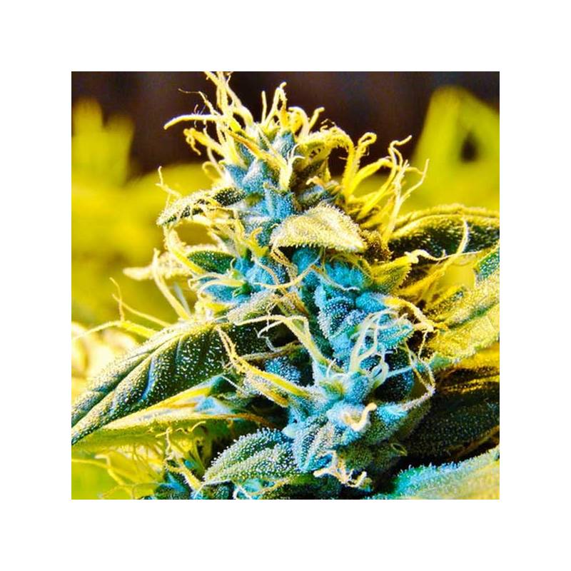 Northern Hog Autofloreciente Feminizada de T.H. Seeds