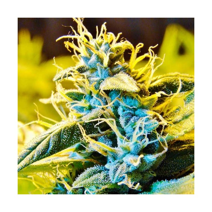 Northern Hog Autofloreciente Feminizada de T.H. Seeds