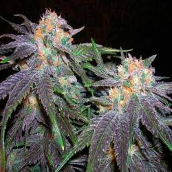 Bubblegum Feminizada de T.H. Seeds