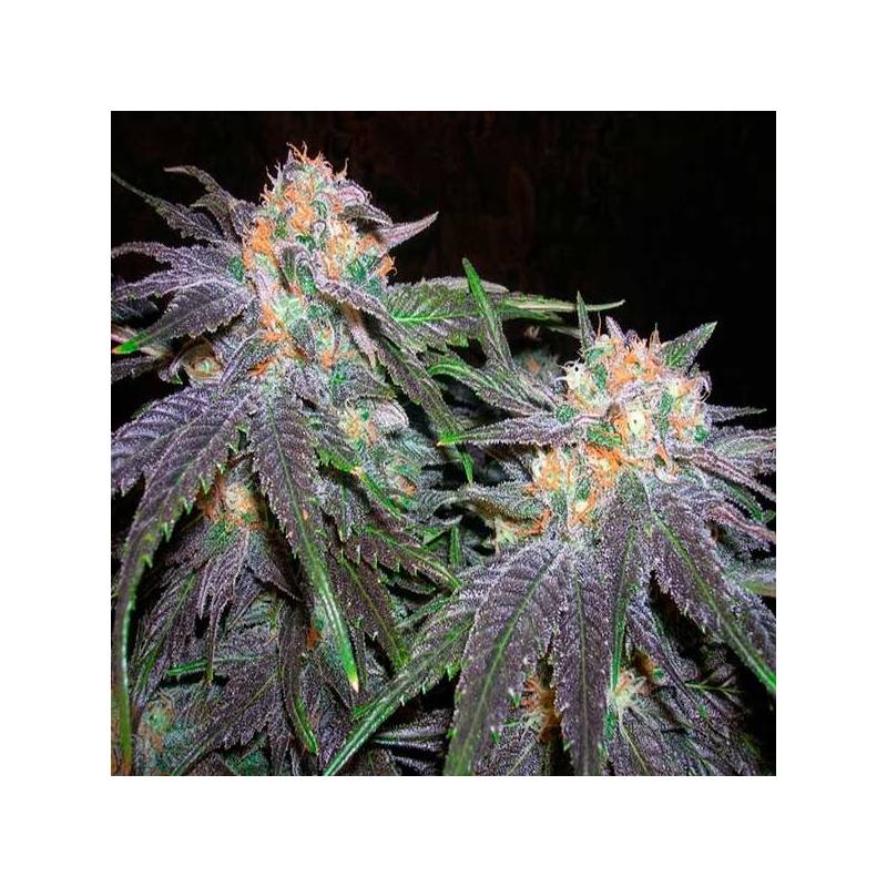 Bubblegum Feminizada de T.H. Seeds