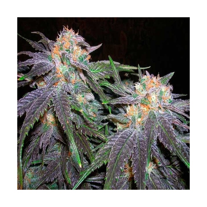 Bubblegum Feminizada de T.H. Seeds