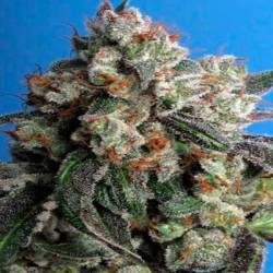 Burmese Kush Feminizada de T.H. Seeds