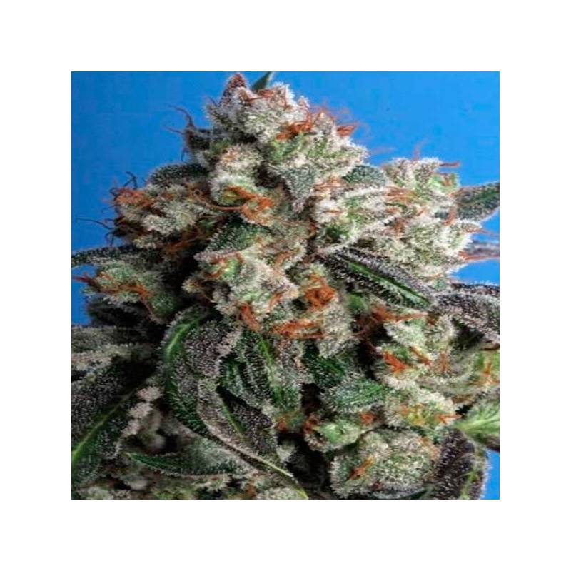 Burmese Kush Feminizada de T.H. Seeds Burmese Kush Feminizada de T.H. Seeds