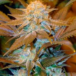 Critical Hog Feminizada de T.H. Seeds