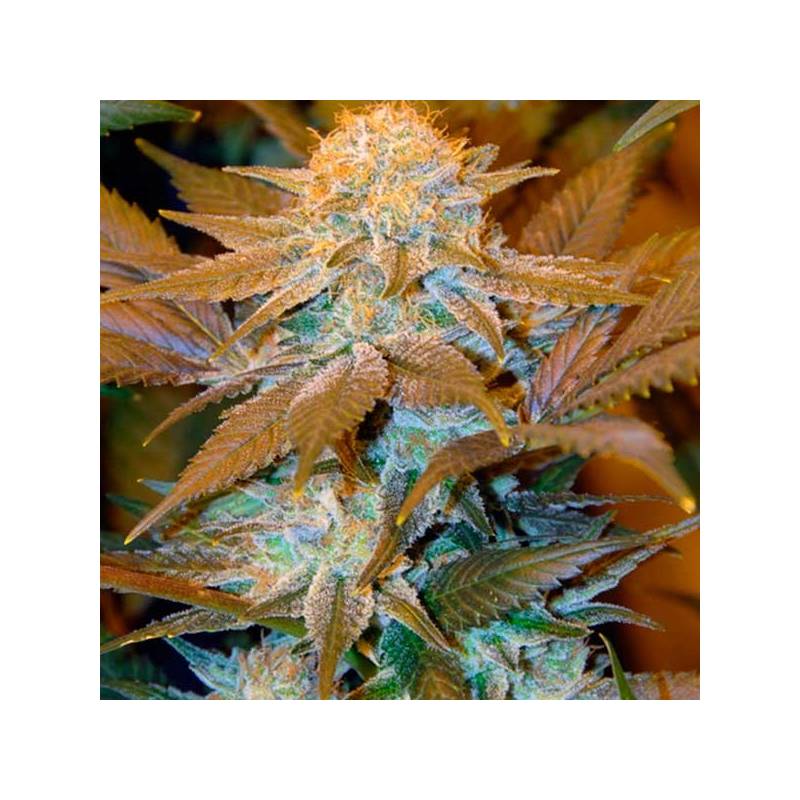 Critical Hog Feminizada de T.H. Seeds