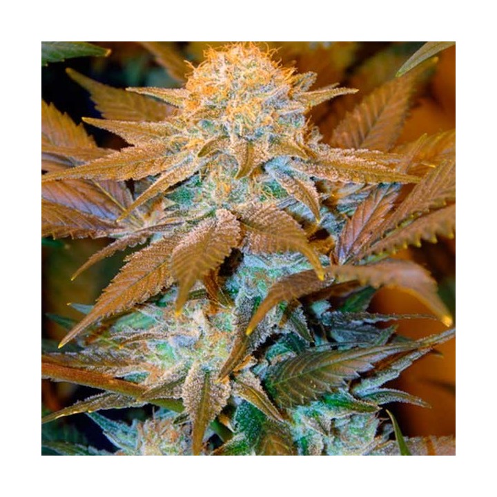 Critical Hog Feminizada de T.H. Seeds