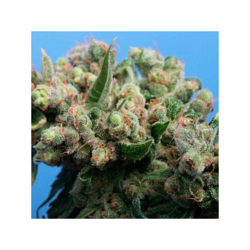 Kushage Feminizada de T.H. Seeds