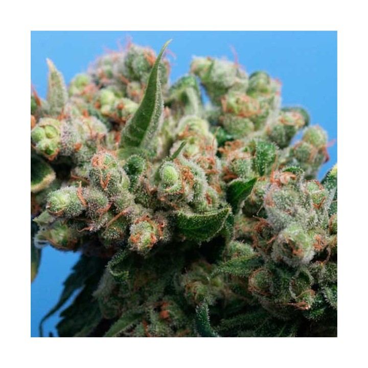 Kushage Feminizada de T.H. Seeds