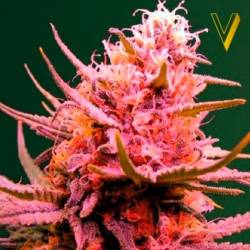 Seemango Autofloreciente Feminizada de Victory Seeds