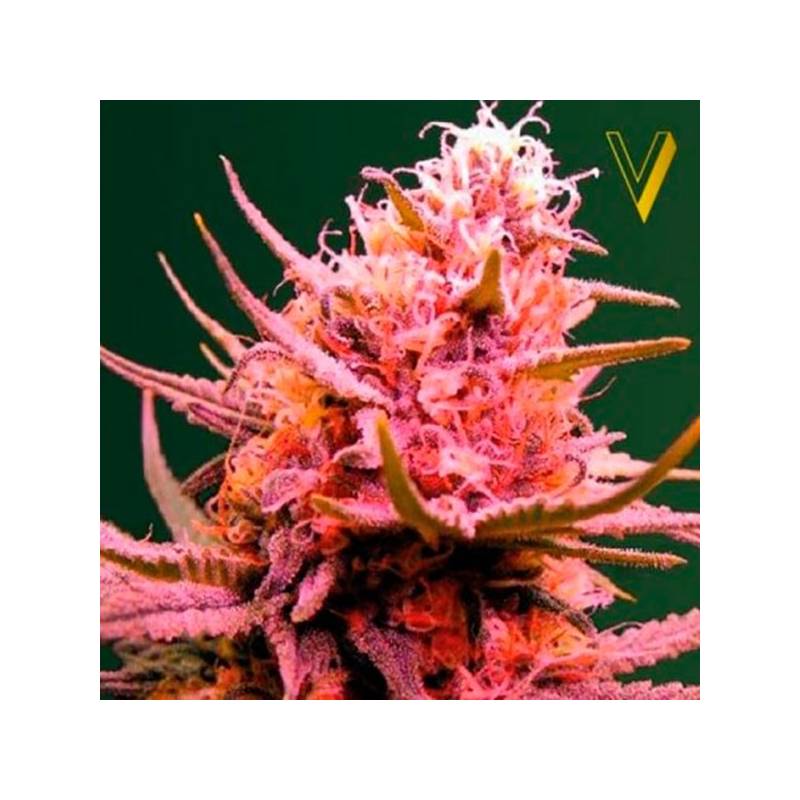 Seemango Autofloreciente Feminizada de Victory Seeds