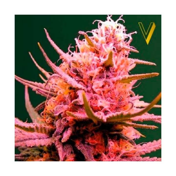 Seemango Autofloreciente Feminizada de Victory Seeds