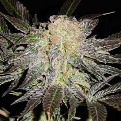 Mendocino Madness Regular de T.H. Seeds